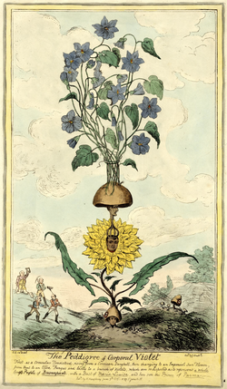 Isaac Cruikshank (1756 - 1810), Billy's Fantoccini or John Bull over Curious 270 x 415 mm Radierung aquarelliert, Museum für Kunst und Gewerbe Hamburg