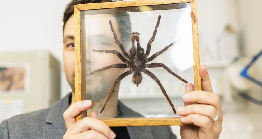 Person hält Holzrahmen mit großer Spinne vor dem Gesicht