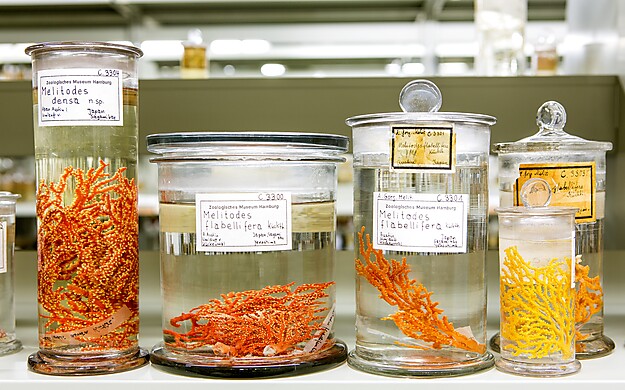 Fünf Glasgefäße mit verschiedenen orangefarbenen und gelben Proben von Korallen auf einem Labortisch
